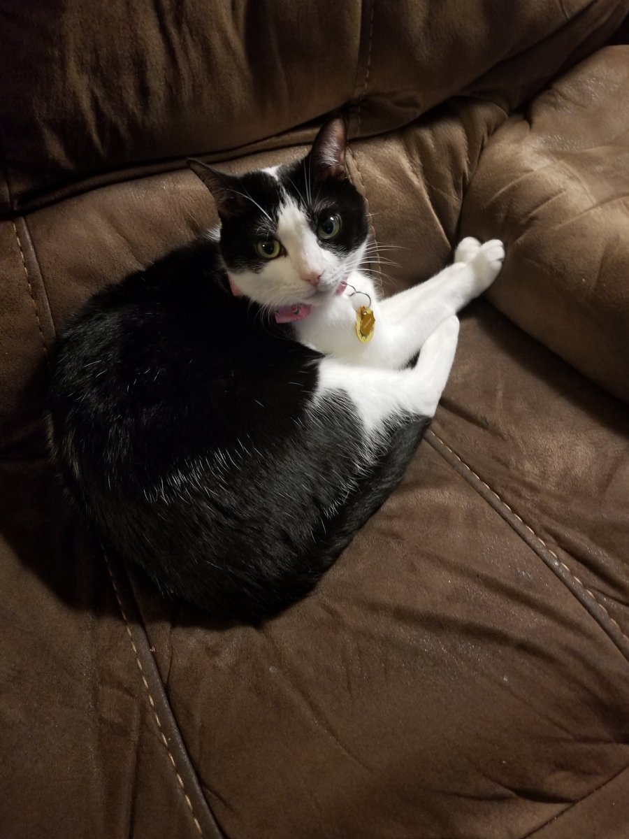 hamburger_h_cat's tweet photo. https://t.co/l20ccxU1Ph