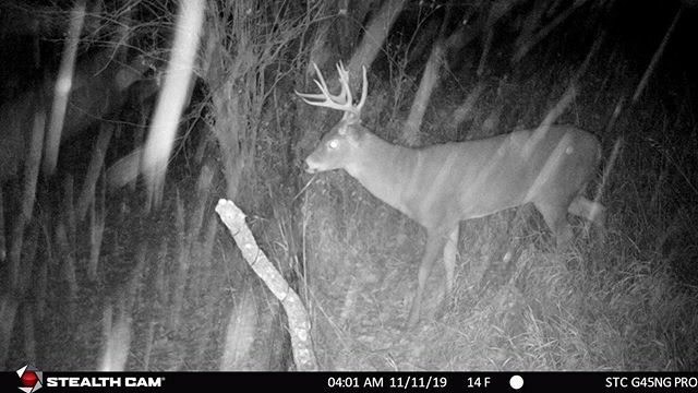 Snowstorm ❄️
.
.
.
#trailcamtrophy #trailcamtrophies #trailcamera #trailcamology #buck #trailcam #bigbuck #deerhunting #deerseason #hunting #antlers #snowstorm #snowing #whitetail #whitetaildeer #hunt #buck #deer ift.tt/2ZRHGgZ