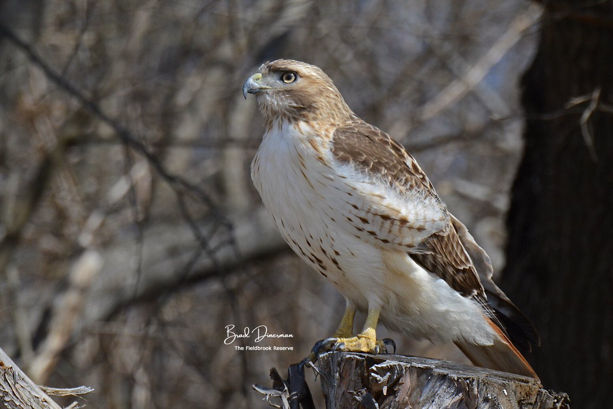 A red-tailed hawk scans for voles from an old tree stump.  It did find one and enjoyed a tasty meal. #birding #birdphotography #birdsoftwitter #wildlife #wildlifephotography #birdsofprey    #NaturePhotography #Raptor <a href="/ABA/">Amer. Birding Assoc.</a> <a href="/MassAudubon/">Mass Audubon</a>