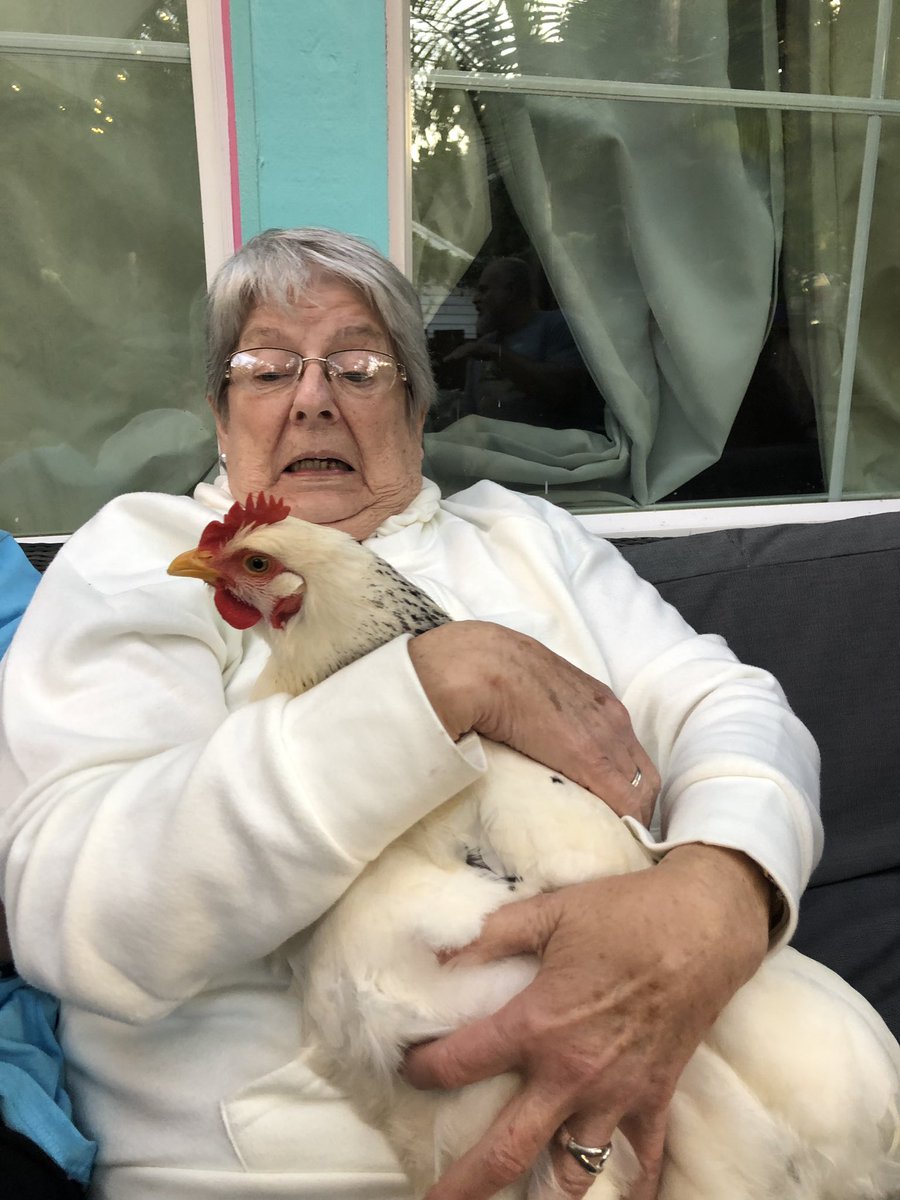 LeahTirabassi's tweet photo. Grandma Phyllis meets a chicken!!!! https://t.co/TX4Nbr5cea