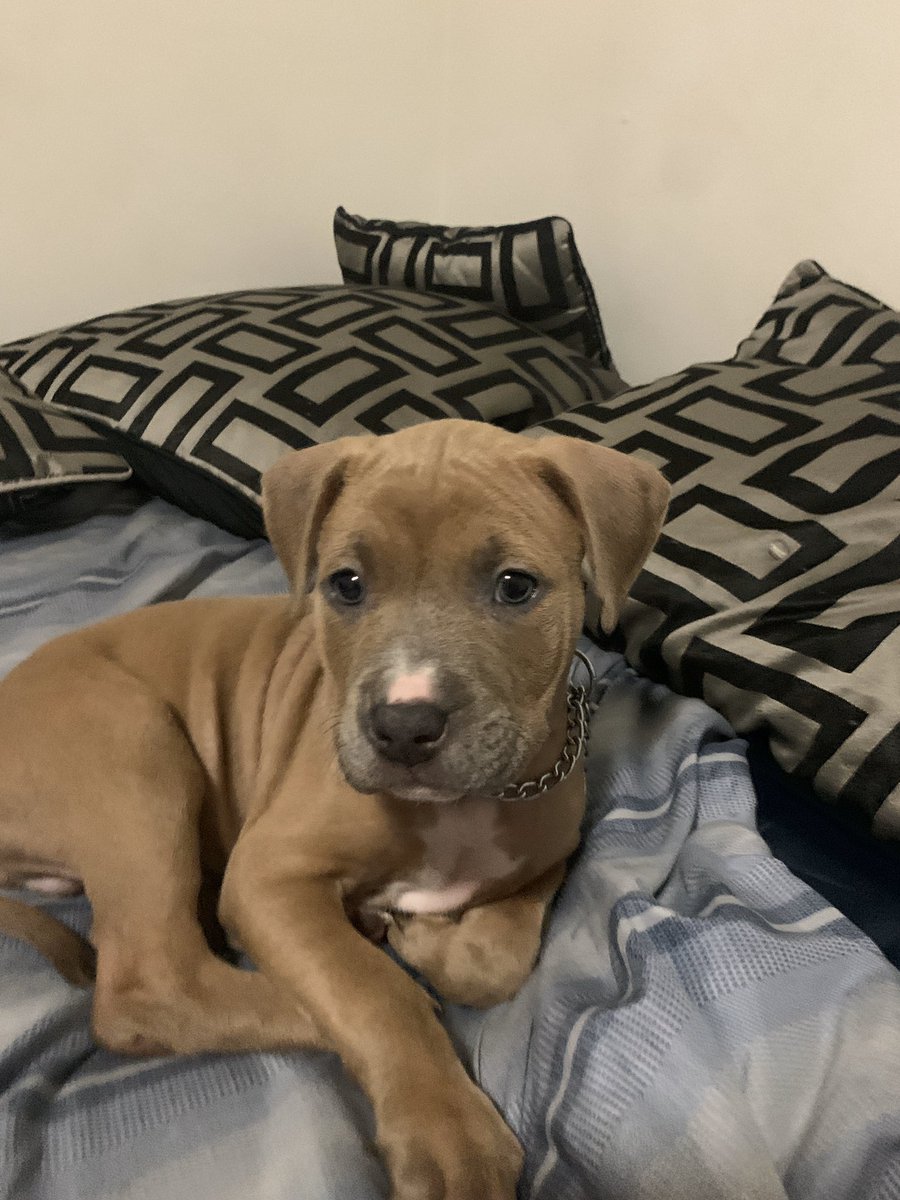 mckaaayla91's tweet photo. Someone is claiming that my PUPPY IS THERES! Please help in any way that you can! I’m so hurt off this. I just want my baby back🥺 https://t.co/gmUIzfNESu