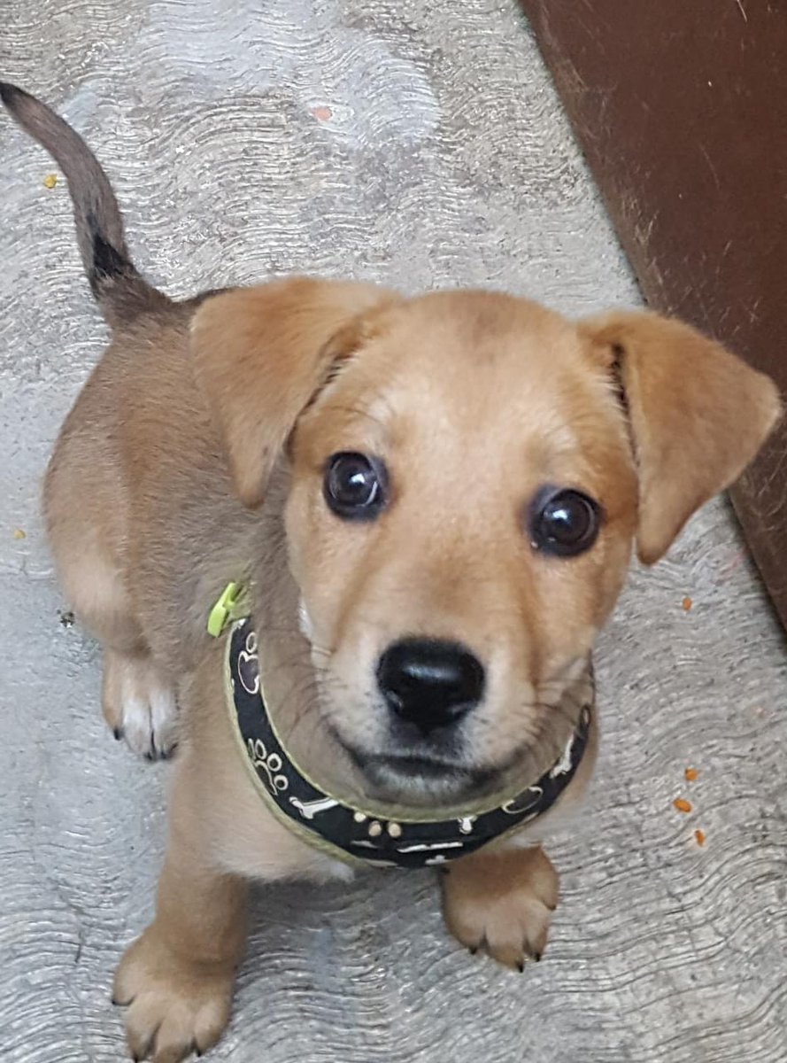 diana_dfc's tweet photo. Fresita en adopción responsable aprox 4 meses talla chica/mediana súper cariñosa, juguetona se entrega con protocolo completo RT para que llegue a la familia indicada 🐕🙏🏻 @MascotasSismo @MarianimaLOVERS @perrososmx @acano52 @iztalccihuatl @PaolaFrida @_PatriciaAnaya @EsEstra https://t.co/iBGFW1Yedp