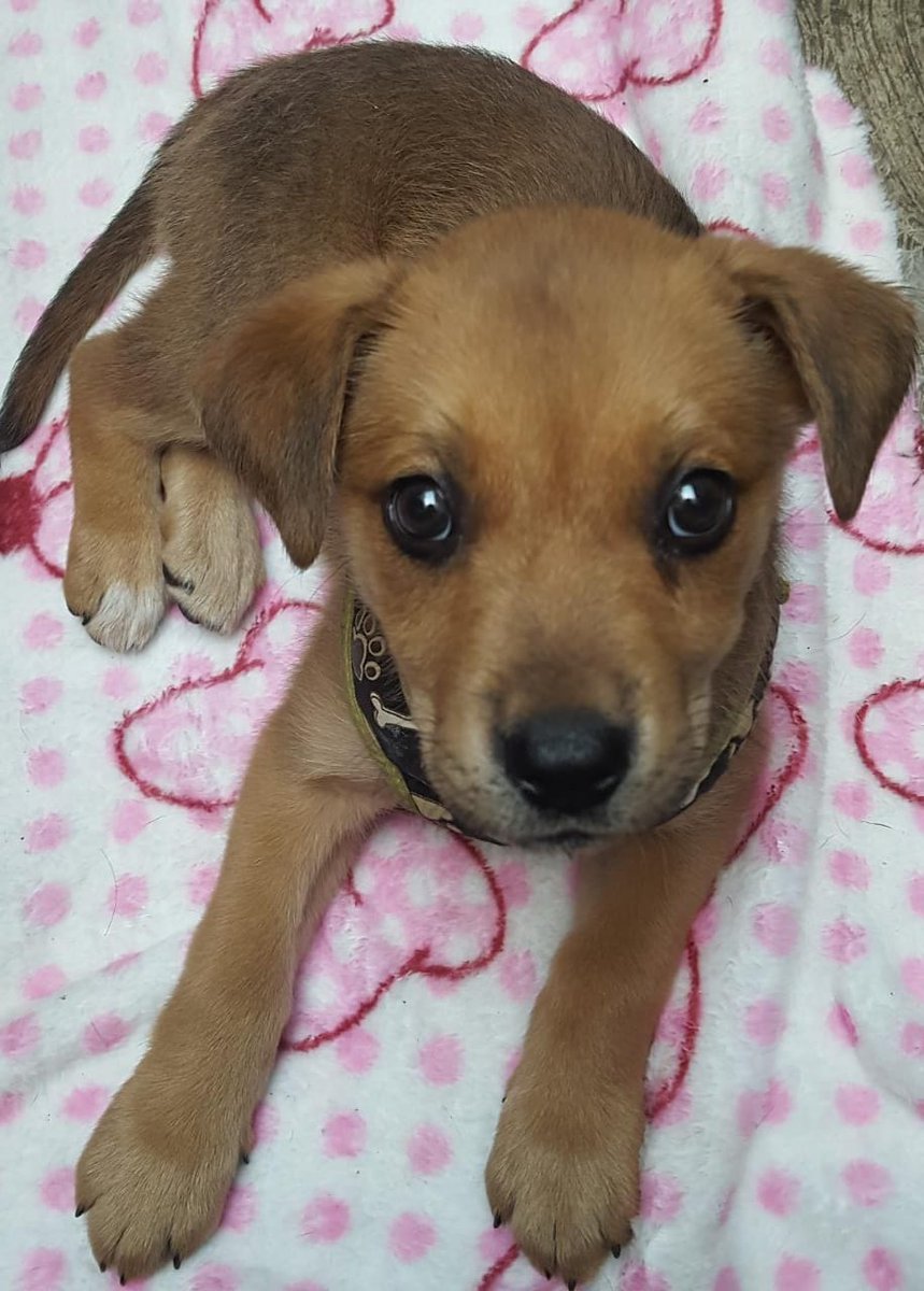 diana_dfc's tweet photo. Fresita en adopción responsable aprox 4 meses talla chica/mediana súper cariñosa, juguetona se entrega con protocolo completo RT para que llegue a la familia indicada 🐕🙏🏻 @MascotasSismo @MarianimaLOVERS @perrososmx @acano52 @iztalccihuatl @PaolaFrida @_PatriciaAnaya @EsEstra https://t.co/iBGFW1Yedp