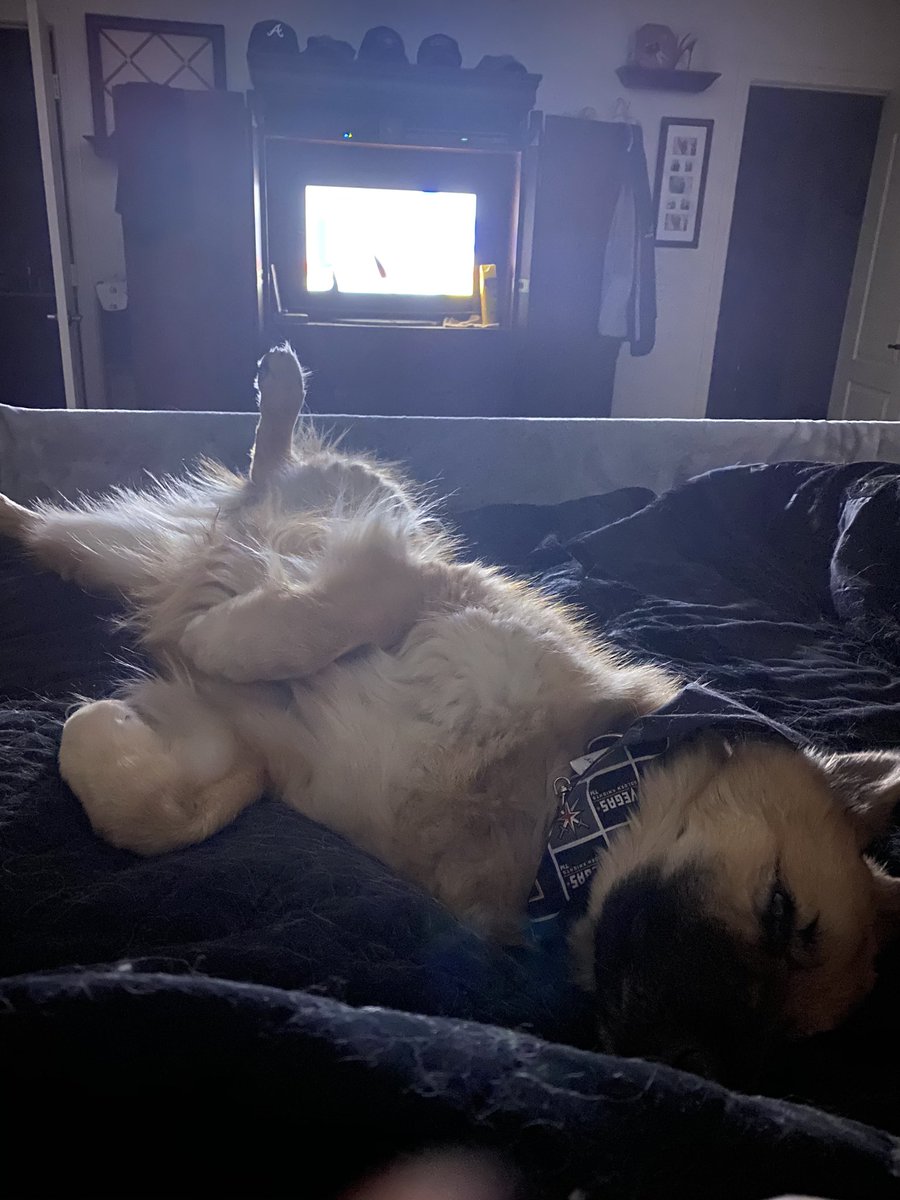 VGKfanDFalls's tweet photo. @BarkAndreFurry @StLouisBlues @GoldenKnights Max and Sabbath both exhausted after that one! Great comeback boys!!
#VGKDogs and kitties too! https://t.co/WtmsRtlb8G