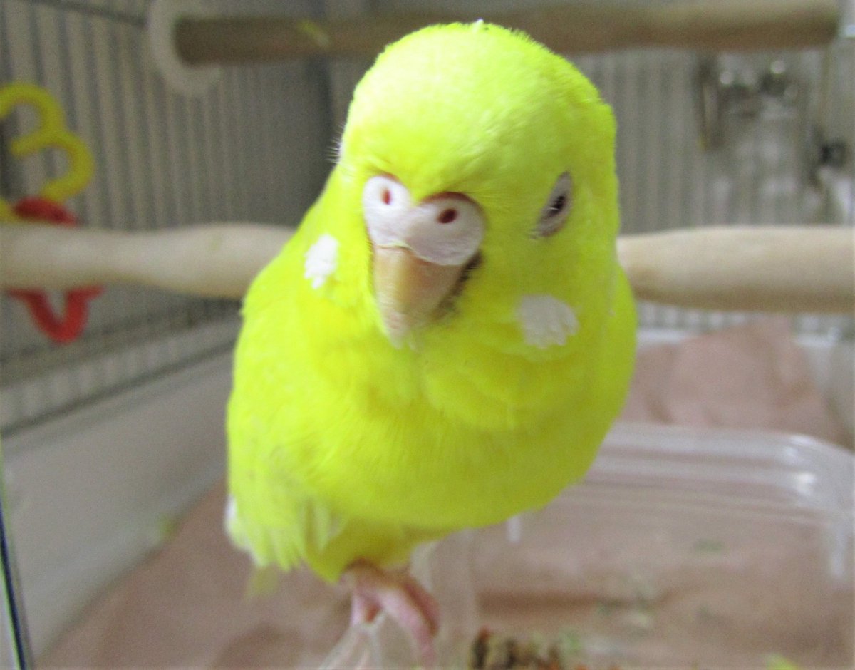 パプリカ替え歌 Twitter Search Twitter パプリカ替え歌 Twitter Search Twitter