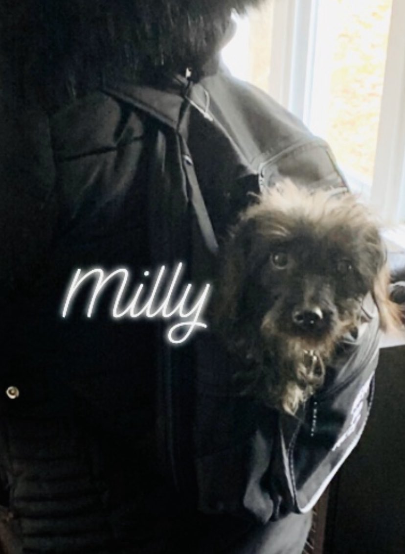 JustNatHarris's tweet photo. #rescuelife #missmilly #tripod #lovefortherestofyourlife https://t.co/O4QiIdRWf2