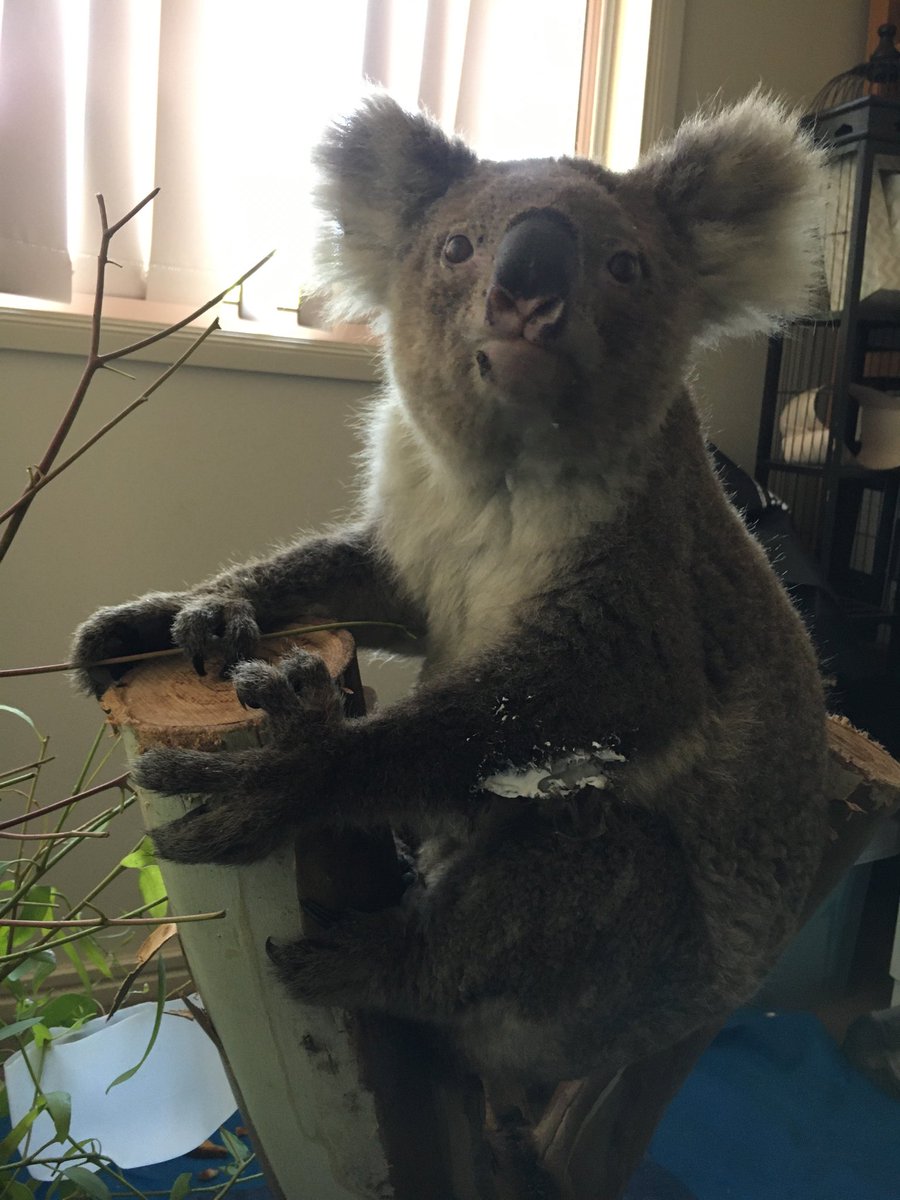 Robert Zammit tweet media