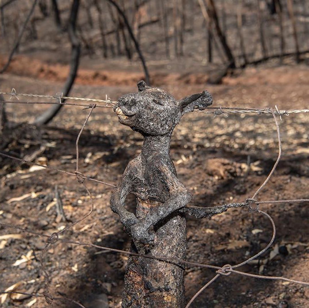 spark_ip's tweet photo. Oh God, shower your mercy on this innocent creature of you..
#PrayForAustralia https://t.co/0E5aq8yhVv