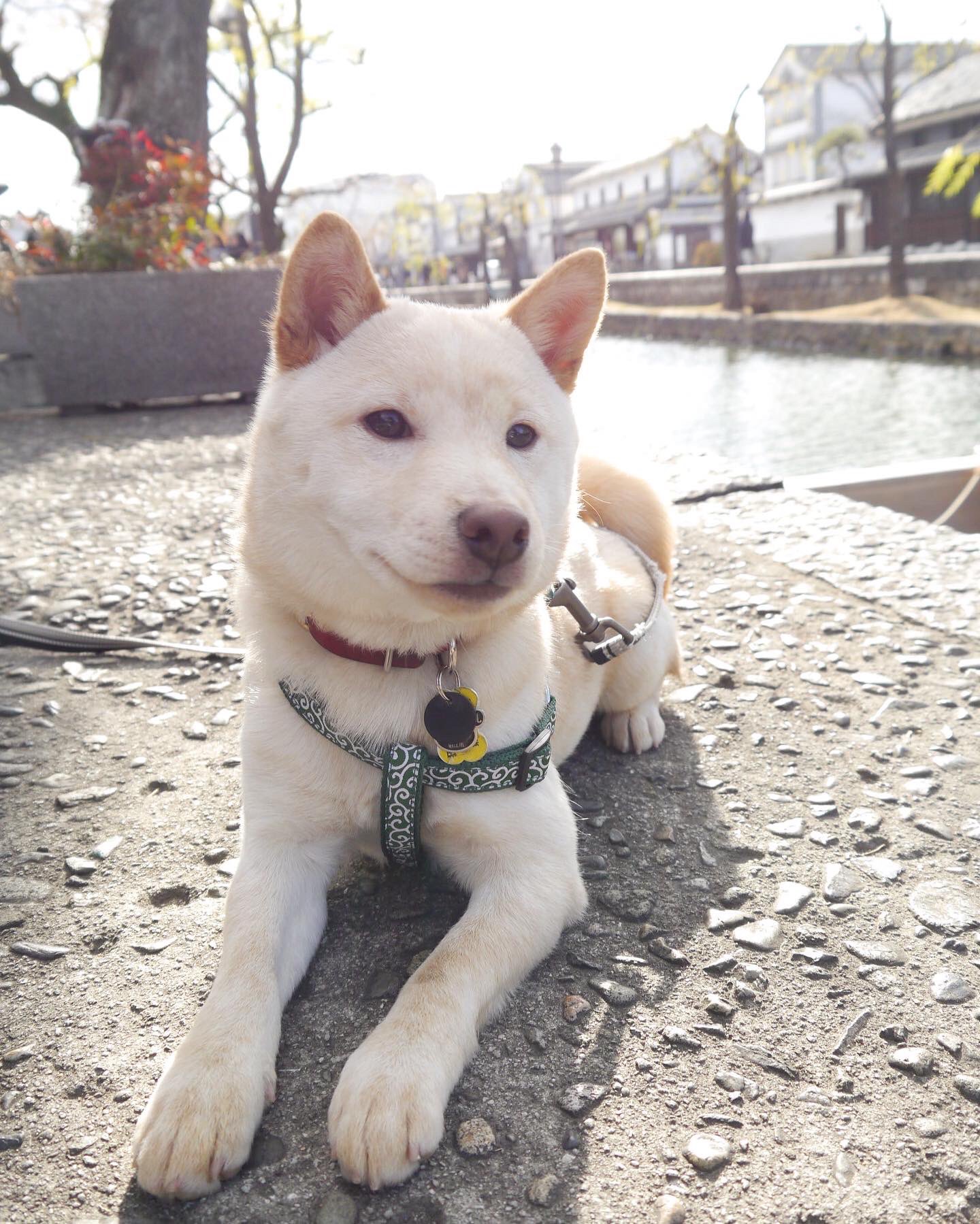 こさく 白豆柴 おすましこさく 岡山倉敷の美観地区にて 白豆柴こさく 柴犬 豆柴 白豆柴 白柴 柴犬子犬 豆 柴子犬 白柴子犬 いぬのいる暮らし 柴犬好きと繋がりたい 豆柴好きと繋がりたい Mameshiba Shibainu Shibadog Shibapuppy T Co