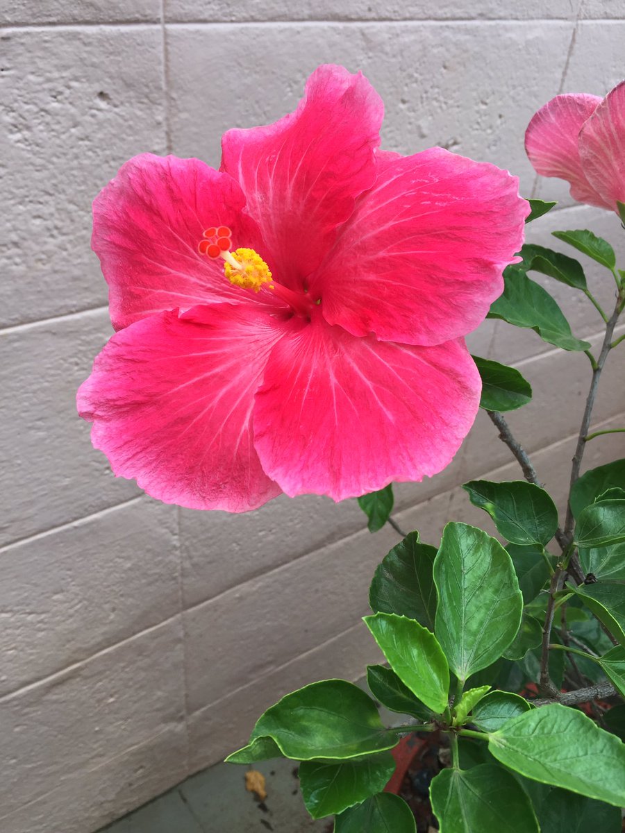 vids67's tweet photo. Finally bloomed !!!! #naturelover #flowers https://t.co/NOJxPdi75W