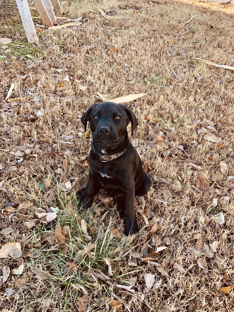 cheyennetrnr's tweet photo. how did my baby go from
this ——————> to this🥺🥺 https://t.co/Cm8AEjdFSF