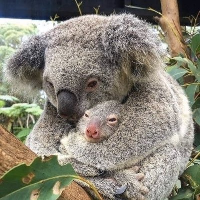 koalaevolution's tweet photo. #NewProfilePic https://t.co/Mret5hSU2j