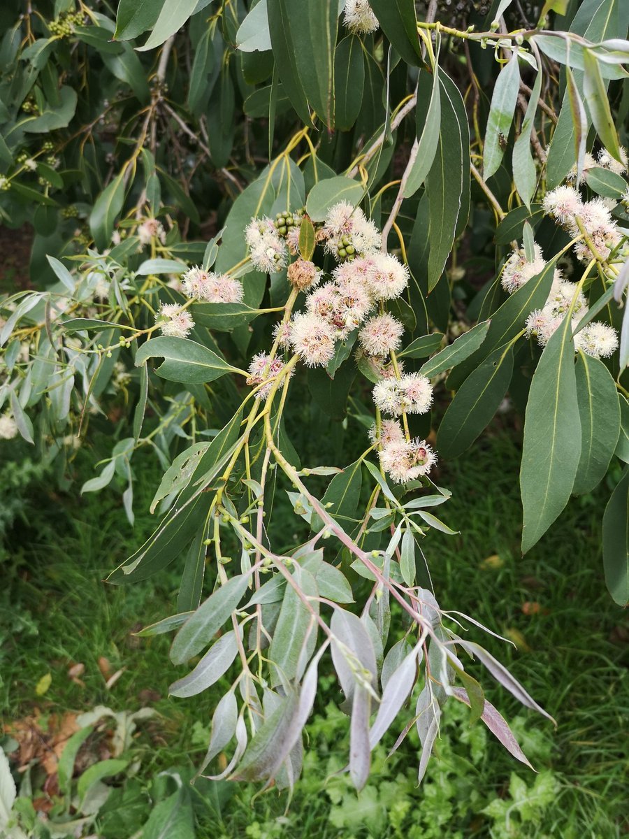 HeatherMillig19's tweet photo. Eucalyptus neglecta in flower in Dipton, NZ https://t.co/RRyBLPGMwT