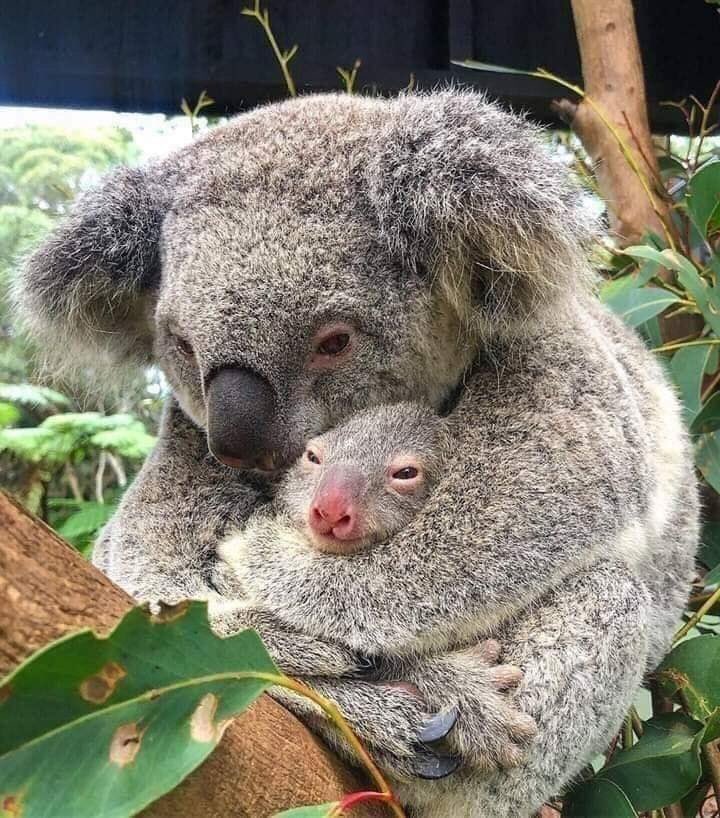 haper_mom's tweet photo. น่าตกใจ! มันเป็นเรื่องของประเทศอื่น แต่มันหดหู่ดับอารมณ์ไม่ไหว ชาวโลกจะช่วยอะไรสัตว์ป่าในออสเตรเลียได้บ้าง น่าใจหายมันมีสัตว์ประจำท้องถิ่น หลากหลายสายพันธุ์มาก 500 ล้านตัวตาย มันไม่น้อยเลยอ่ะ ระบบนิเวศน์พังมหาศาล ทุกประเทศน่าจะระดมสรรพกำลังช่วยกันไปดับไฟป่าไหม #PrayForAustralia https://t.co/xNoQf8UaN1