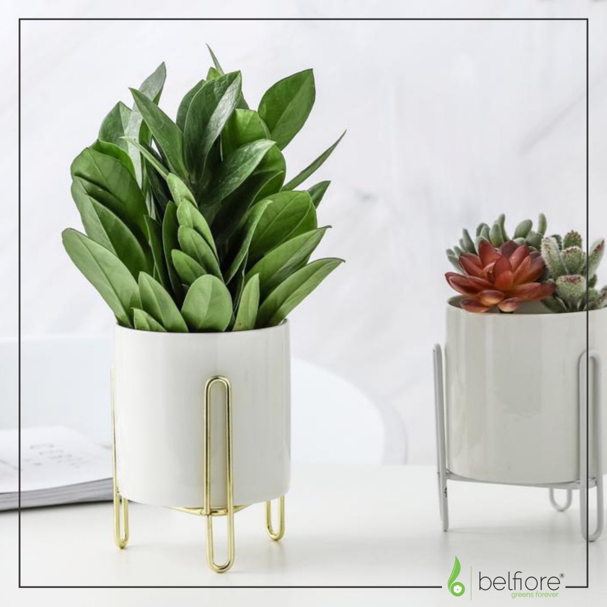 BelfioreStores's tweet photo. Bring life to your home with this showstopper! 
DM us for inquiries!
#healthylife #indoorplants https://t.co/hnOnzhQg0B
