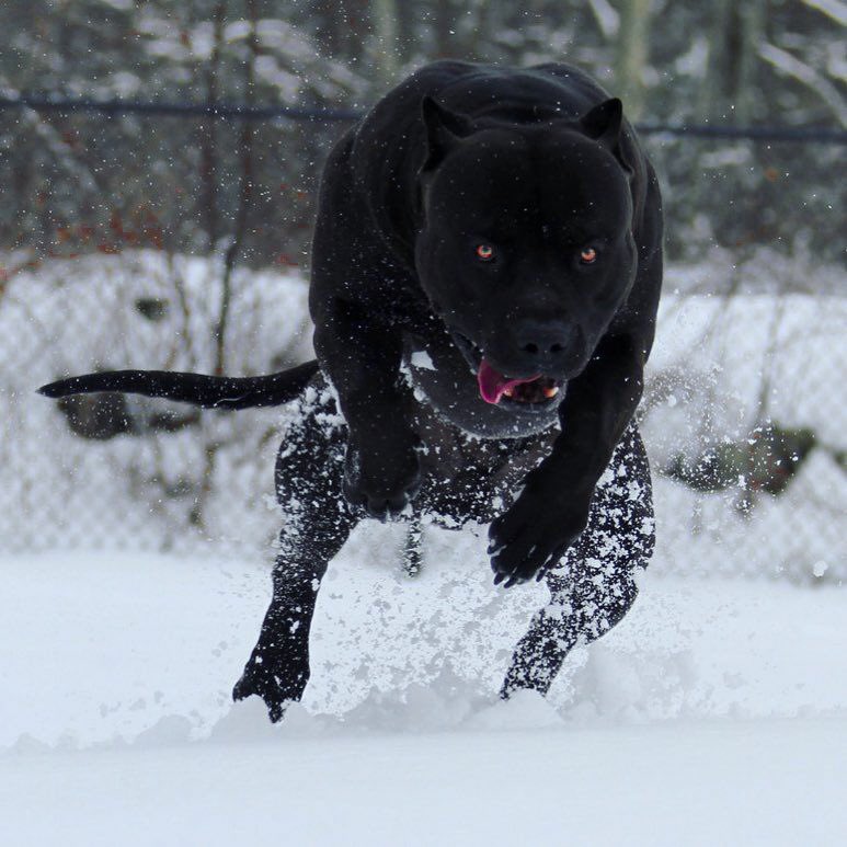 Zak__J's tweet photo. I need this dog. What is he https://t.co/z4uxaVoLfS