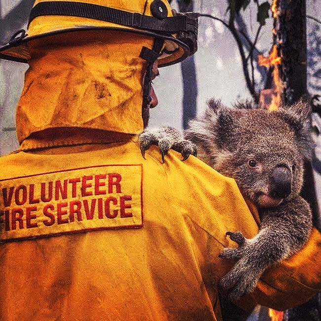 Elevemos una oración al cielo por aquellos animalitos que no pudieron ser salvados de aquel infierno forestal en Australia. #PrayForAustralia #Australianeedshelp 🐨🌳🔥