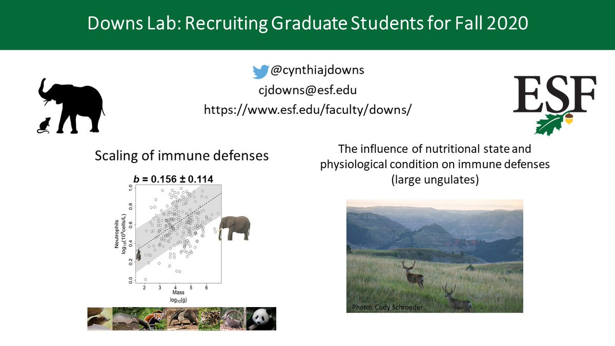 CynthiaJDowns's tweet photo. I'm recruiting graduate students to work in my lab (see attached).  If you're at #SICB2020 and want to chat about Ecoimmunology and positions in my lab, DM me. @SICB_SPDAC https://t.co/9Cx8BOrwqj