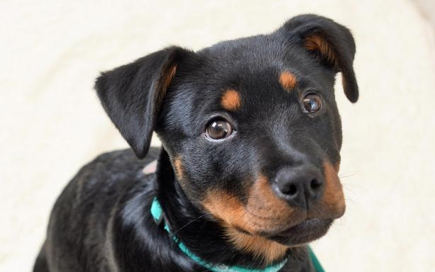DailyMirror's tweet photo. Puppy Zeena in life-or-death operation after bourbon biscuits drama
https://t.co/As9R7E7SR9 https://t.co/343cLDwIa3