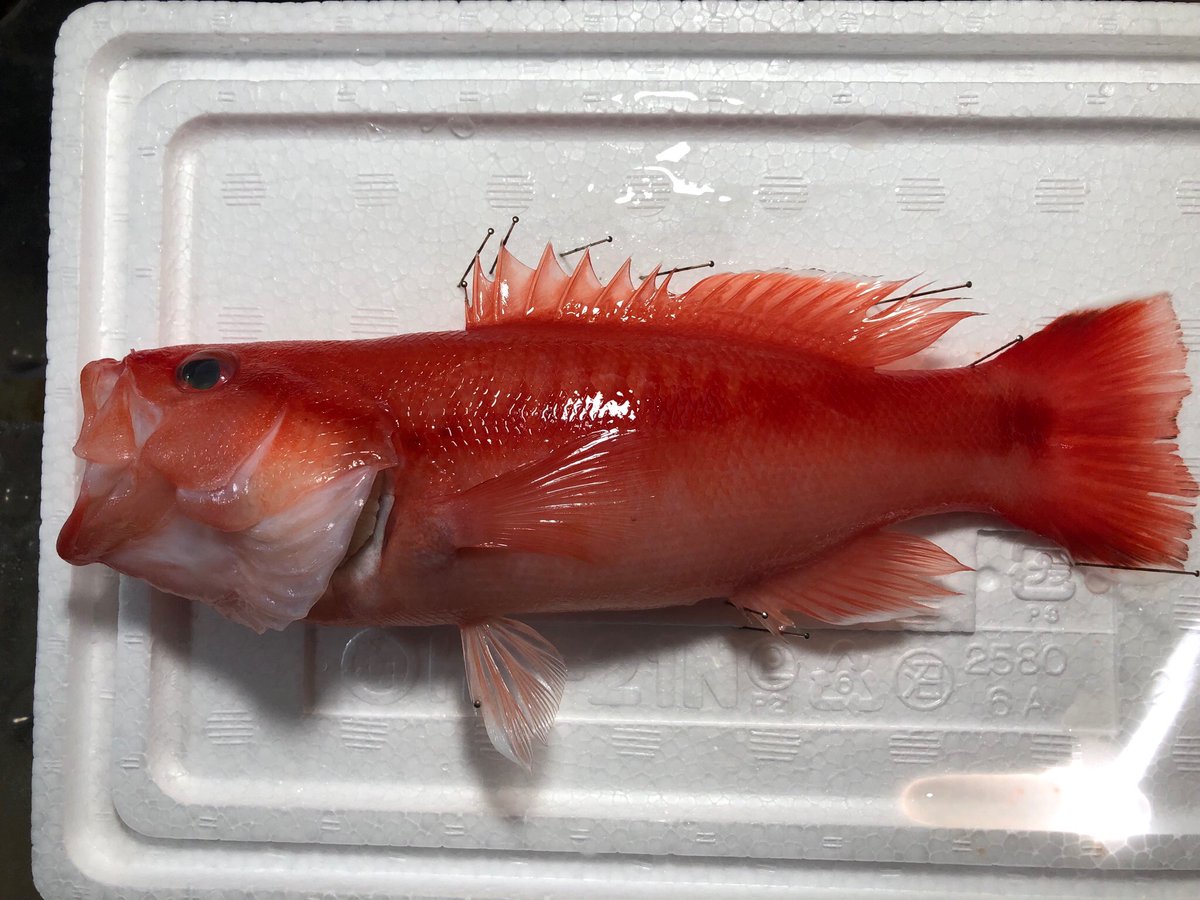 Sorari على تويتر トゲハナスズキが来ました 非常に珍しい魚です この子は水深115mからやって来てくれました 定置網にも底引き網にも掛からず 釣りで稀に釣れるため見る機会が非常に少ない魚です 側面の赤い模様や鰭を縁取る白が非常に美しい魚で Sorari على تويتر トゲハナスズキが来ました 非常に珍しい魚です この子は水深115mからやって来てくれました 定置網にも底引き網にも掛からず 釣りで稀に釣れるため見る機会が非常に少ない魚です 側面の赤い模様や鰭を縁取る白が非常に美しい魚で