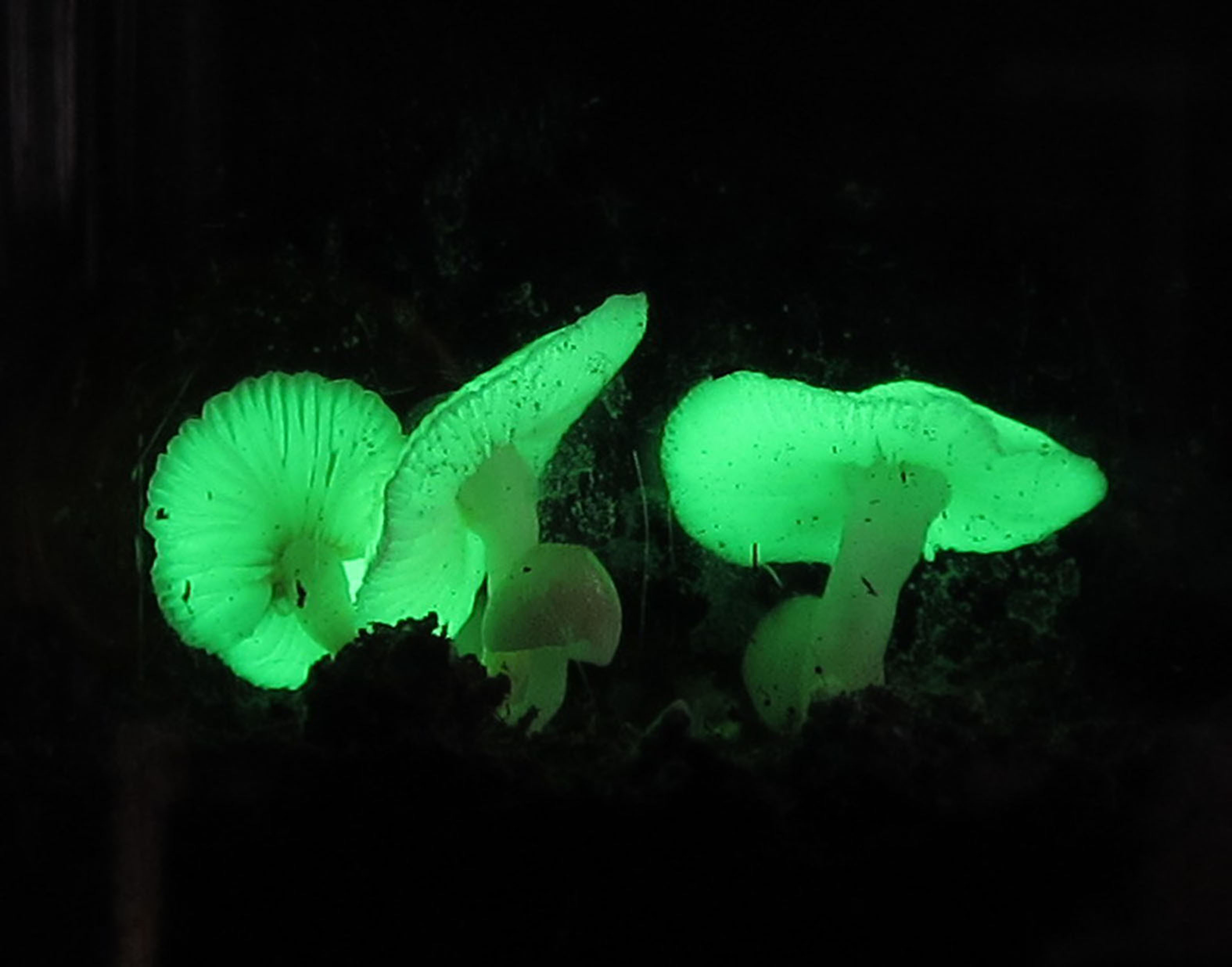 咲くやこの花館 光るきのこ ヤコウタケ ですが 引き続き栽培中です 現在 直径数ミリ程度の幼菌が発生しており 順調に生育すれば2 3日中に発光するかもしれません 発光が確認でき次第hpでお知らせし 展示いたします 咲くやこの花館 Popな