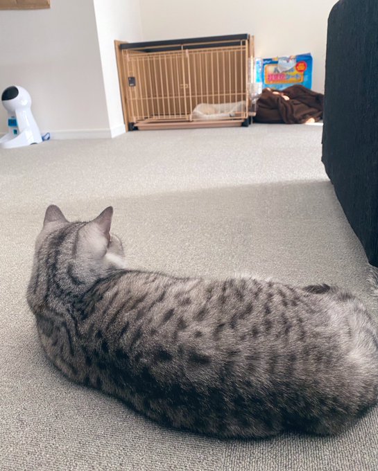 そんな中新しい家族をお迎えしました☺️ ポメラニアンのいくら♂です❤️  まだ基本ケージの中なのでお兄ちゃんのはまちとは距離がありますが、犬が来ても猫が来ても威嚇しないはまちくんなので仲良くやって行けると思います☺️<a href="/tag/%E5%88%9D%E4%BB%A3%E6%81%B5%E6%AF%94%E5%AF%BF%E3%83%9E%E3%82%B9%E3%82%AB%E3%83%83%E3%83%84"class="tags"><span>#初代恵比寿マスカッツ</span></a>