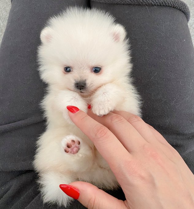 そんな中新しい家族をお迎えしました☺️ ポメラニアンのいくら♂です❤️  まだ基本ケージの中なのでお兄ちゃんのはまちとは距離がありますが、犬が来ても猫が来ても威嚇しないはまちくんなので仲良くやって行けると思います☺️<a href="/tag/%E5%88%9D%E4%BB%A3%E6%81%B5%E6%AF%94%E5%AF%BF%E3%83%9E%E3%82%B9%E3%82%AB%E3%83%83%E3%83%84"class="tags"><span>#初代恵比寿マスカッツ</span></a>