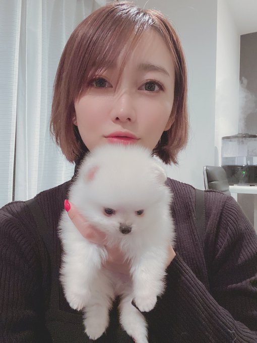 そんな中新しい家族をお迎えしました☺️ ポメラニアンのいくら♂です❤️  まだ基本ケージの中なのでお兄ちゃんのはまちとは距離がありますが、犬が来ても猫が来ても威嚇しないはまちくんなので仲良くやって行けると思います☺️<a href="/tag/%E5%88%9D%E4%BB%A3%E6%81%B5%E6%AF%94%E5%AF%BF%E3%83%9E%E3%82%B9%E3%82%AB%E3%83%83%E3%83%84"class="tags"><span>#初代恵比寿マスカッツ</span></a>