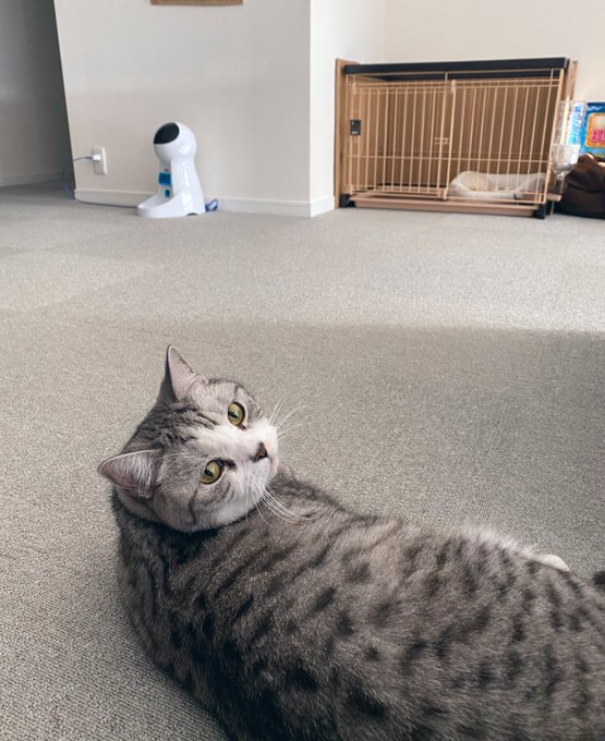 そんな中新しい家族をお迎えしました☺️ ポメラニアンのいくら♂です❤️  まだ基本ケージの中なのでお兄ちゃんのはまちとは距離がありますが、犬が来ても猫が来ても威嚇しないはまちくんなので仲良くやって行けると思います☺️<a href="/tag/%E5%88%9D%E4%BB%A3%E6%81%B5%E6%AF%94%E5%AF%BF%E3%83%9E%E3%82%B9%E3%82%AB%E3%83%83%E3%83%84"class="tags"><span>#初代恵比寿マスカッツ</span></a>