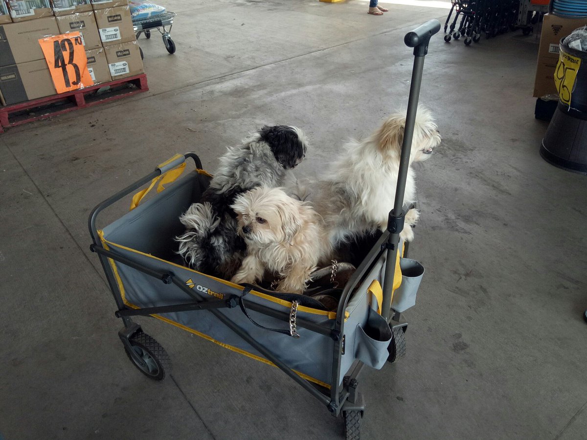 MsLisaHerbert's tweet photo. Big day potting plants, 2 x Bunnings trips, cleaning car. Opens twitter. Looks at what's trending. Closes twitter. Looks at photos taken at Bunnings instead. #dogsofBunnings
#DogsofTwittter https://t.co/fpOmsGkRnJ