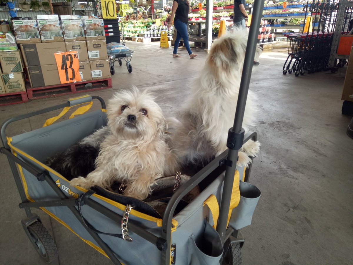 MsLisaHerbert's tweet photo. Big day potting plants, 2 x Bunnings trips, cleaning car. Opens twitter. Looks at what's trending. Closes twitter. Looks at photos taken at Bunnings instead. #dogsofBunnings
#DogsofTwittter https://t.co/fpOmsGkRnJ