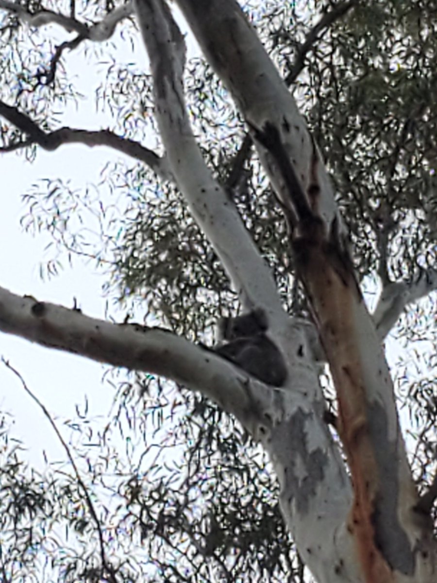 darby_mctee's tweet photo. My heart is breaking for all the wildlife in Australia right now, especially koalas who are on the brink of extinction now. If you can help in any way please do so. https://t.co/AetrzMPTZq