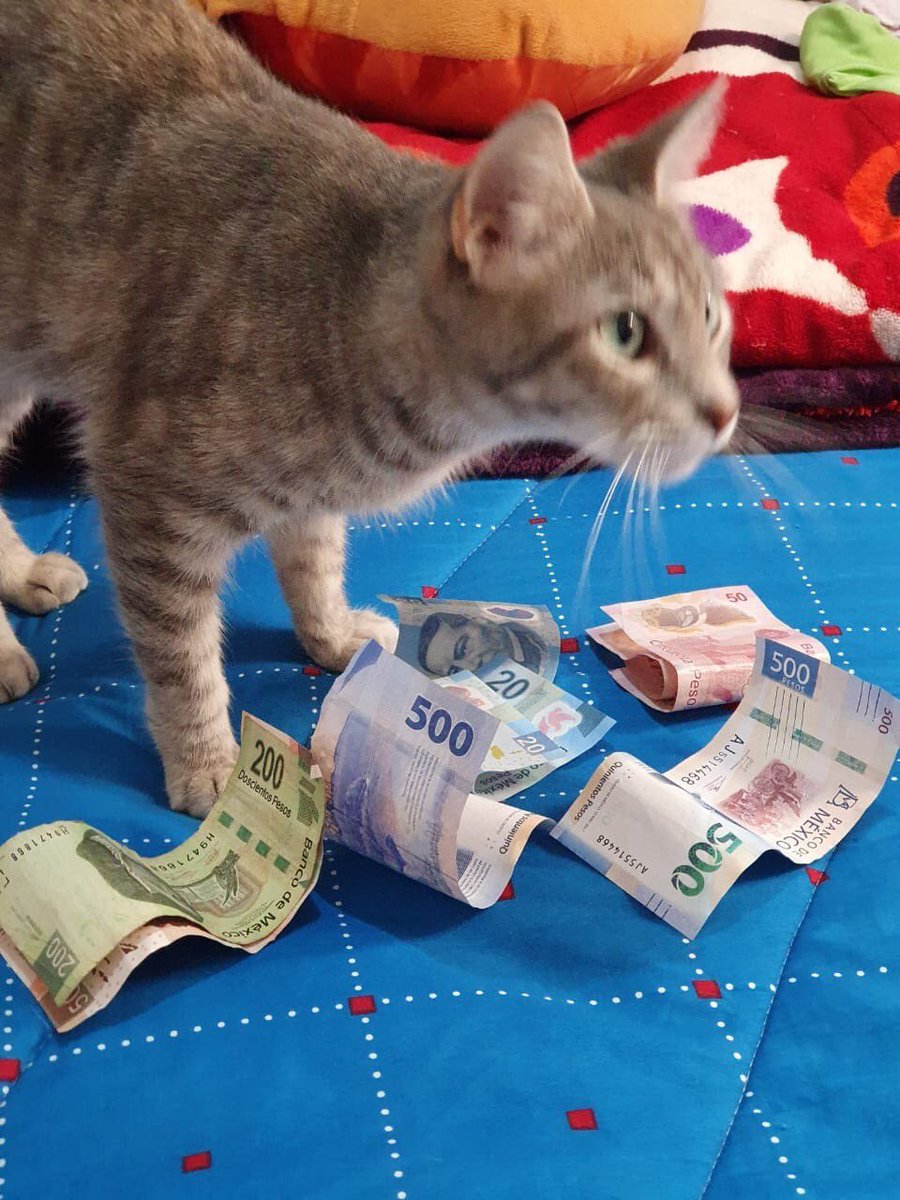 kmazotz's tweet photo. Acabas de toparte con el michi de la abundancia, dale retweet y siempre contaras con dinero en efectivo. https://t.co/QUCU4Hg0w6