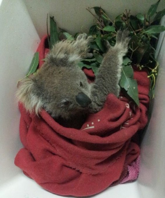 Twitterのコスプレ画像12