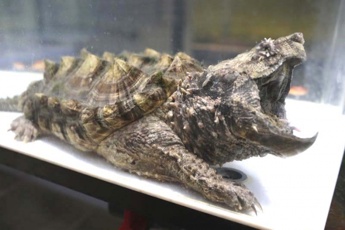 色変わりな極上ワニガメ甲長約27cm全体に黒っぽい甲羅にキール周辺