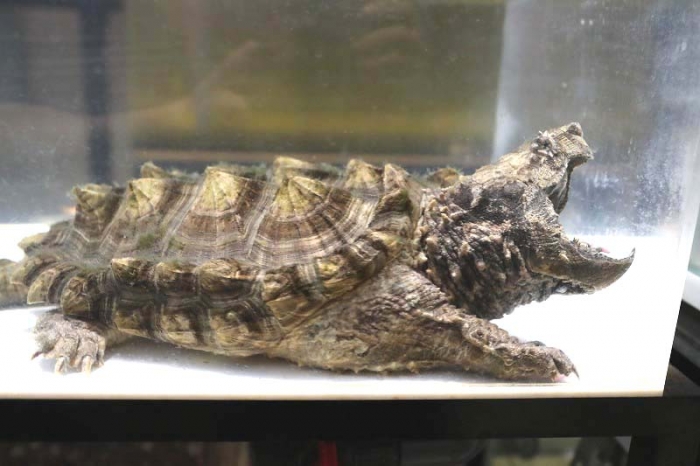 ワニガメの甲羅標本 ワニガメの骨格標本こっかくひょうほんを作りました！ – なごや生物