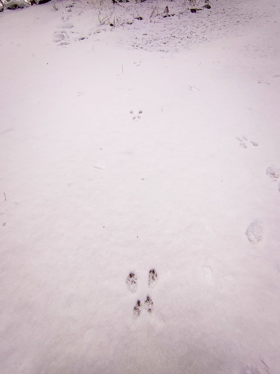 長野県烏川渓谷緑地環境管理事務所 En Twitter 雪が積もると色々な動物の痕跡を見ることが出来ます この写真はリスの足跡です 園内ではこの他にも サル ウサギ キツネなどの足跡も見れます ぜひ園内を散策して どんな動物がこの公園を利用してるか観察してみて
