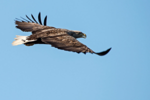 #Crofters & #farmers near #Portree - don't forget to book your place for the premiere of the 'Crofting & Farming in the New Era of Sea Eagles' film and meeting on Tues 28 Jan. An event not to miss if you're interested in the Sea Eagle Management Scheme. buff.ly/37p9kFp