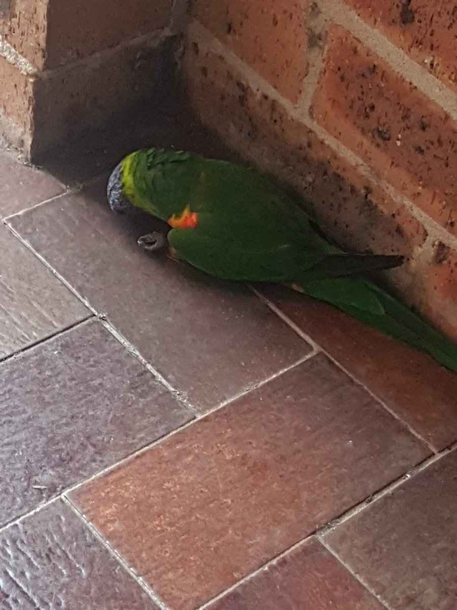 If you're in urban / suburban #Australia I know there's a lot of other things on your mind, but please put a big bowl of water out in so birds can cool off. Their bodies aren't equipped for this. This poor little guy just dropped into my daughter's garden 😥 #AustralianBushfire