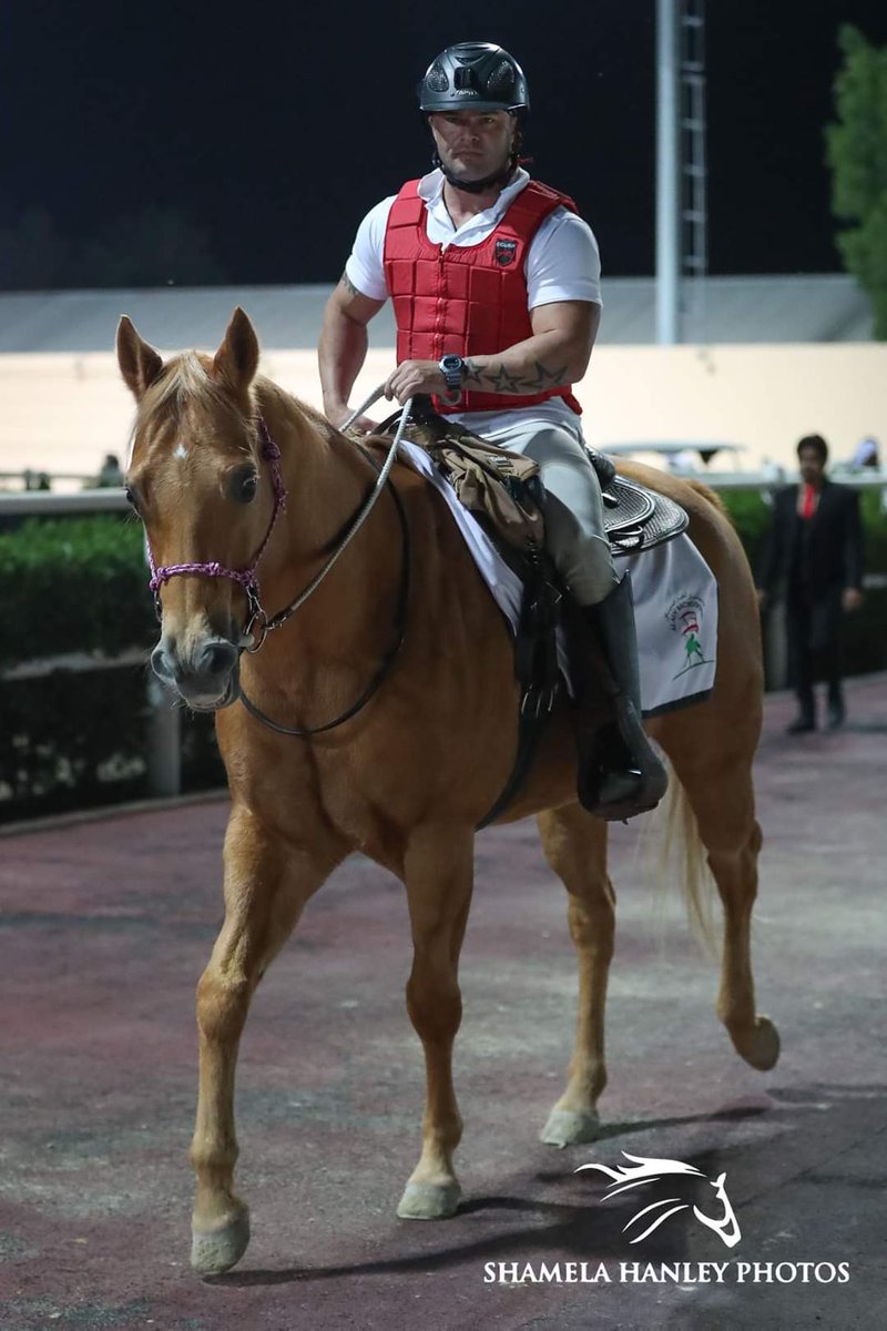 zaanthompson's tweet photo. Paladio working at only his second race meeting so proud of him doing so well #meydan #emiratesracing #emirates #mydubai #uae #sunsethalters #dwccarnival #dwcc2020 #horse #horsesofinstagram #horses #horseman #horsebackriding #horseracing 📸@shamelahanleyphotos https://t.co/184vw4BDt5