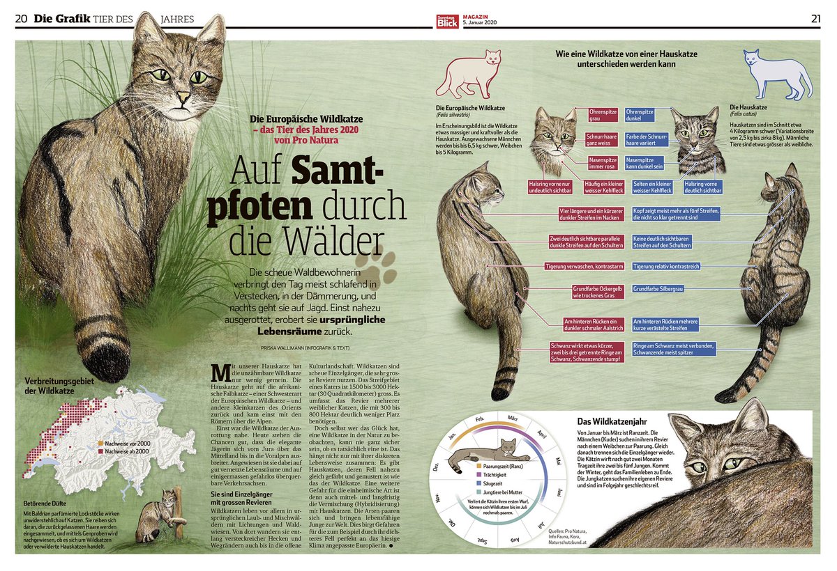 Immer eine meiner Lieblingsarbeiten: das Tier des Jahres von <a href="/pronaturach/">Pro Natura</a>  Für 2020 die Wildkatze