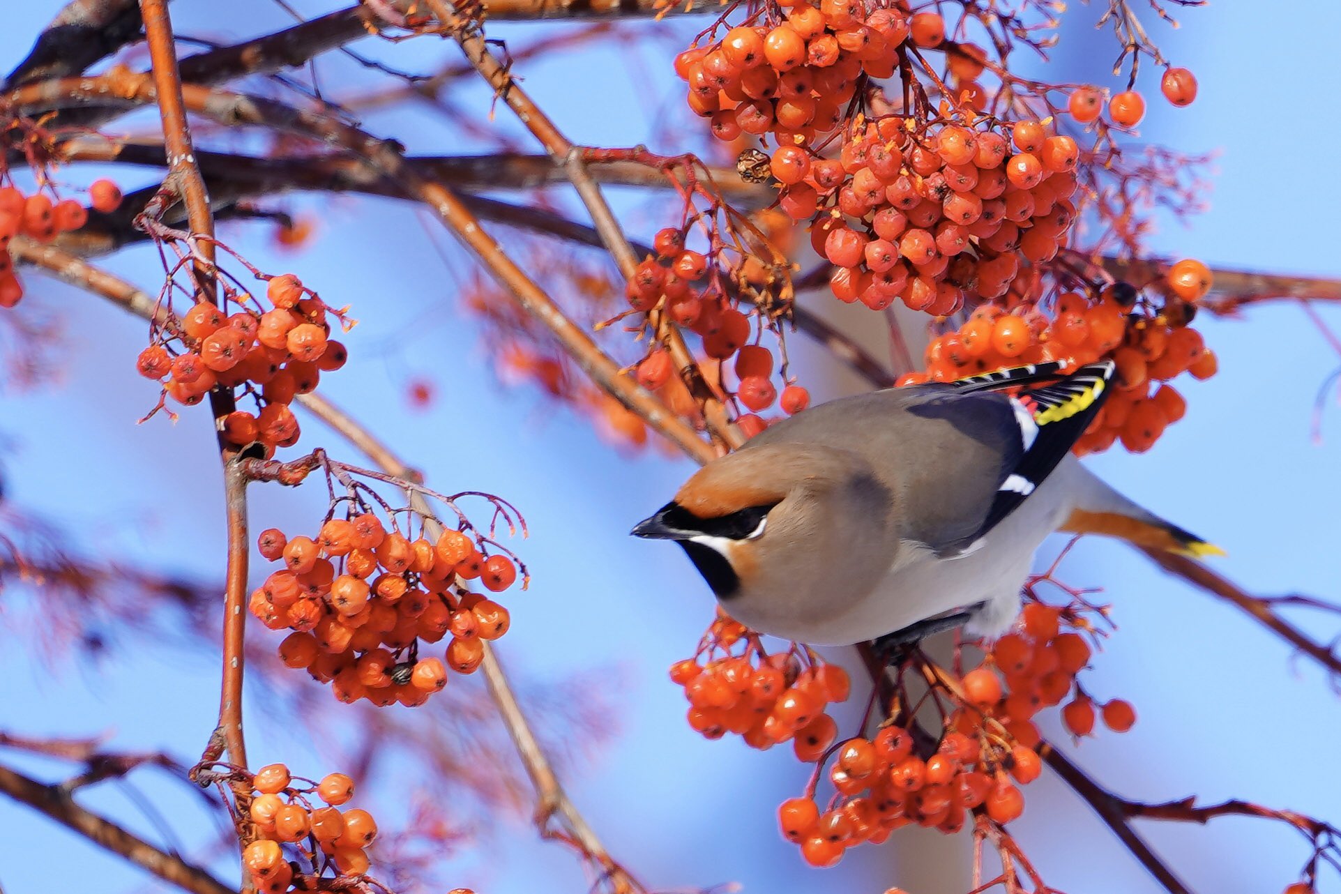 Ikuyo Wakayama 綺麗なキレンジャク 初めて見ました すごい群れでした Sony Bird Birdersgallery Sonyalpha 鳥 キレンジャク 東京カメラ部 北海道 T Co Dmrt3wbmjo Twitter