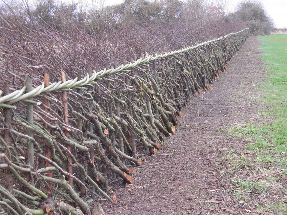 Grateece's tweet photo. A little bit of Midlands style hedge laying in Staffordshire. #hedgelaying #hedge #Staffordshire https://t.co/dHnAqmou6p