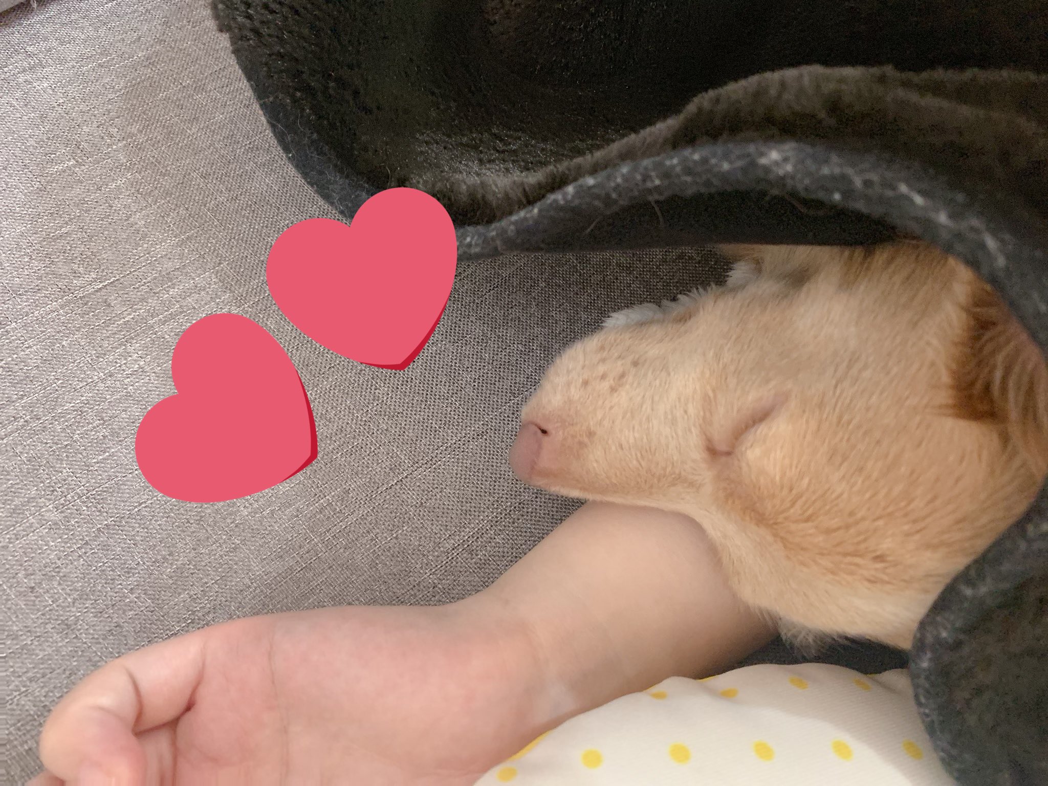 西明日香 寝正月してて 起きたらいつの間にかまめ太を腕枕してた 最初は足元で寝てたのに 寒かったからかモゾモゾと懐に入り込んで人の腕を枕にして カァ 可愛い まめ太 西明日香 寝正月してて 起きたらいつの間にかまめ太を腕枕してた 最初は足元で寝てたのに 寒かったからかモゾモゾと懐に入り込んで人の腕を枕にして カァ 可愛い まめ太