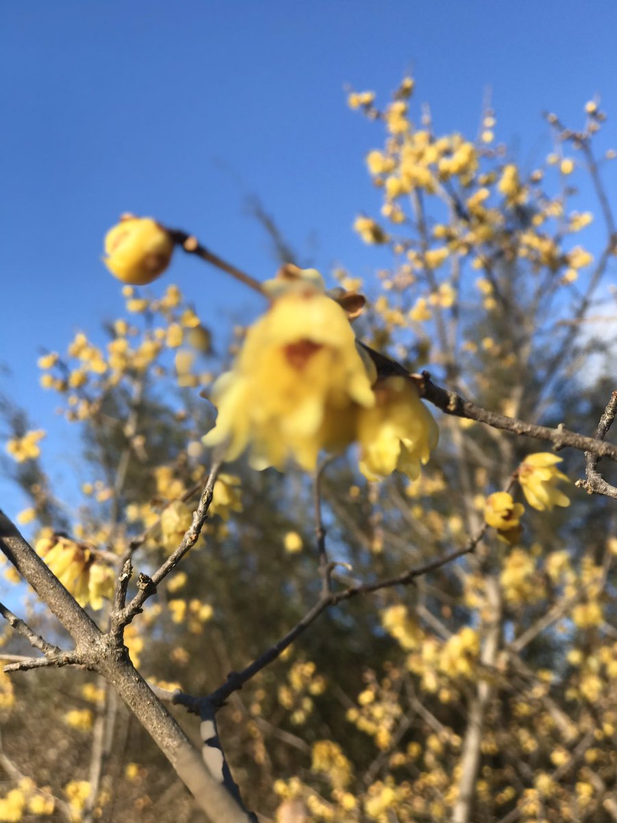 碧岡烏兎 V Twitter 神代植物公園で蝋梅と睡蓮を見た 蝋梅は咲く季節が早い ほかの梅が咲く頃には見頃を過ぎている 今日はいい香りはしていたけれども花はしぼみはじめていた