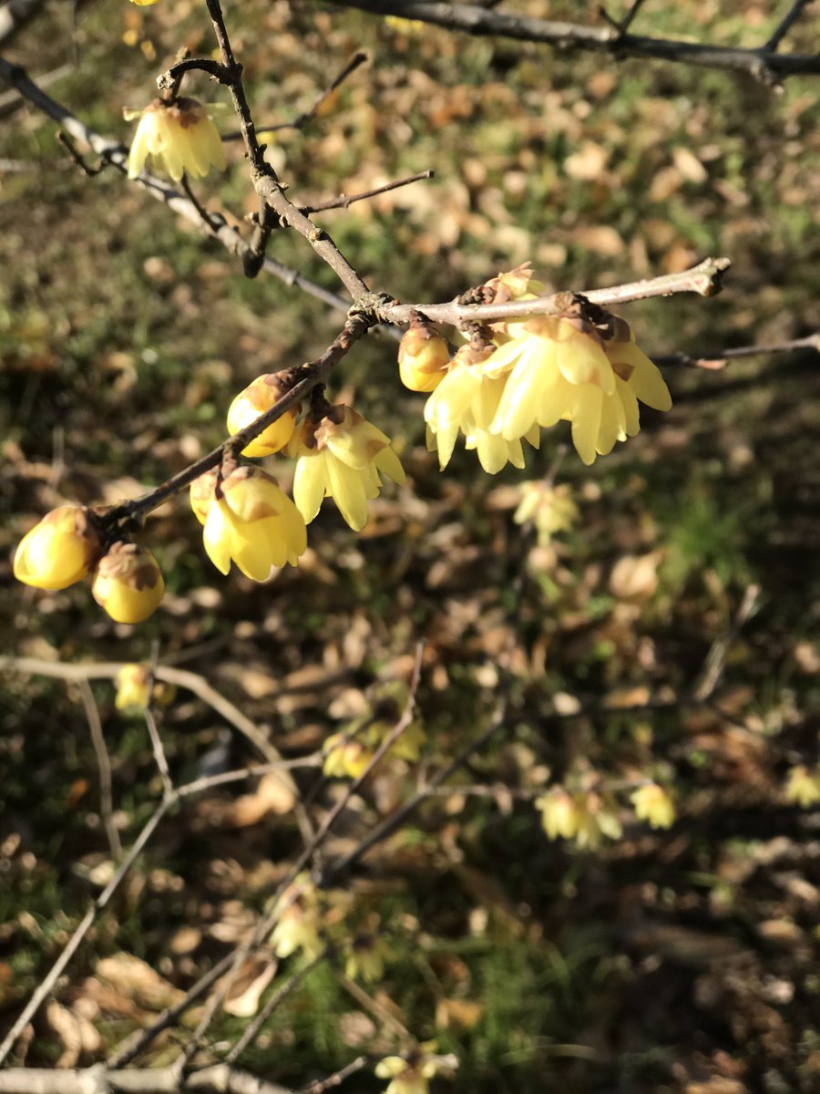 碧岡烏兎 V Twitter 神代植物公園で蝋梅と睡蓮を見た 蝋梅は咲く季節が早い ほかの梅が咲く頃には見頃を過ぎている 今日はいい香りはしていたけれども花はしぼみはじめていた
