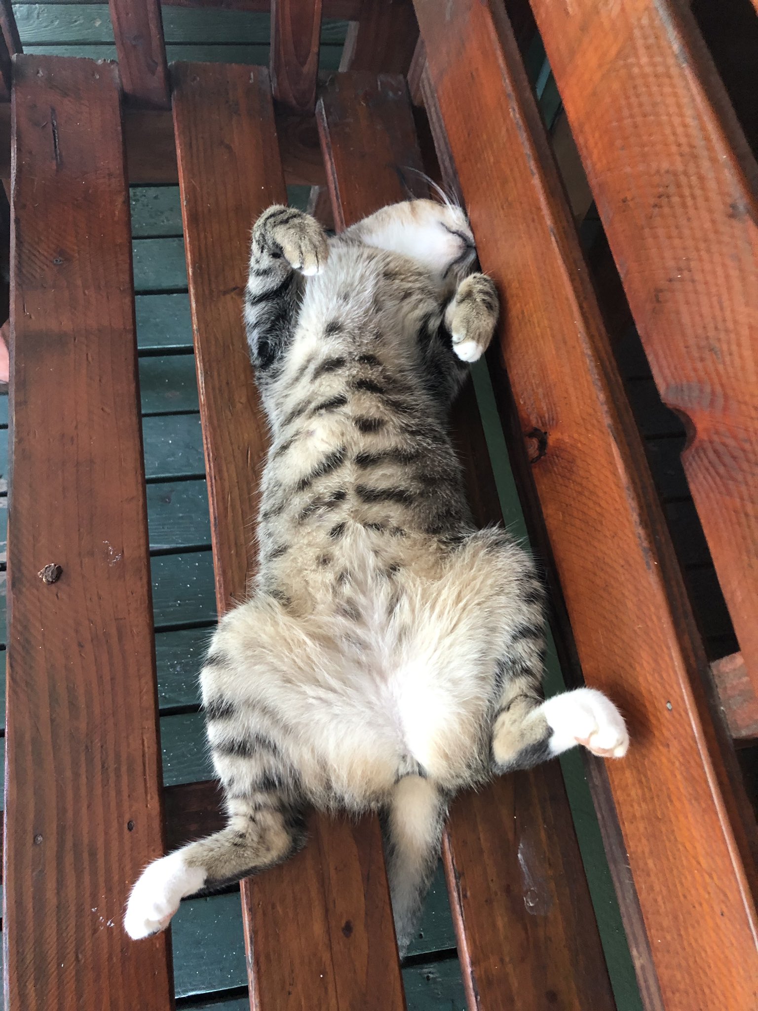 佐藤正久 ミクロネシア チューク州の犬猫 可愛い でもかなり眠そう 側で会話しても動じる気配なし 熟睡する猫も 犬も目が塞がりそう これから 青年海外協力隊の方々のお話を伺います 頑張っている日本の若者です T Co Q5h9rxxq8r