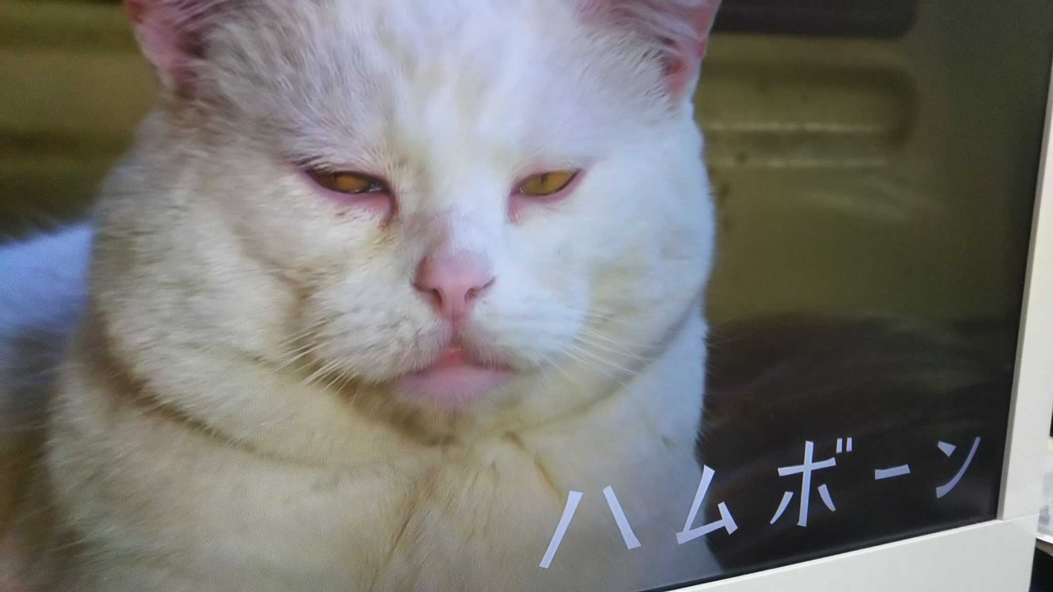 Mむね肉 新年早々 いいこだね カナダ ビクトリアの強面ネコちゃんのお名前ハムボーン 花の町だけあって街並みもステキ 世界ネコ歩き 岩合光昭 猫 T Co Hgmm8j1tox Twitter Mむね肉 新年早々 いいこだね カナダ ビクトリアの強面ネコちゃんのお名前ハムボーン 花の町だけあって街並みもステキ 世界ネコ歩き 岩合光昭 猫 T Co Hgmm8j1tox Twitter