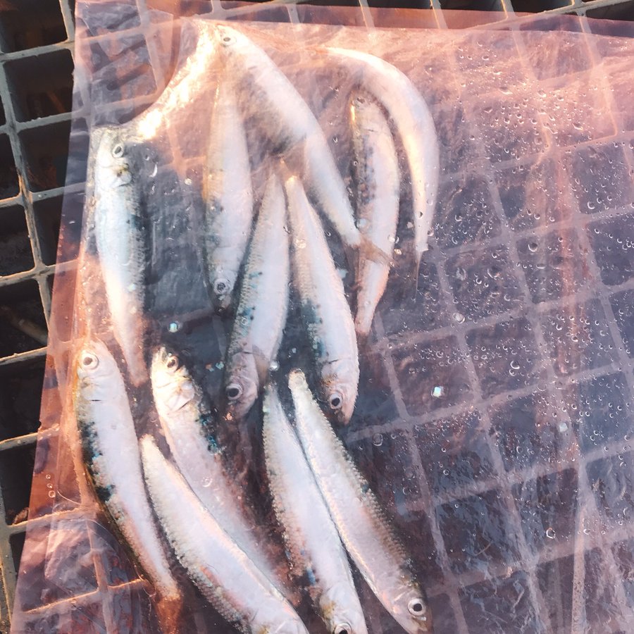 餌無しサビキでアジが釣れるってマジ 釣り方とコツを覚えて爆釣 バズーカnews 怖い話と都市伝説