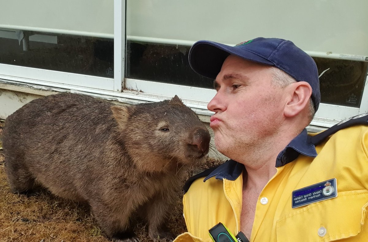 InglesideRFS's tweet photo. It's not all hard work for our #Ingleside #NSWRFS Strike Team Leader at the South Coast NSW #bushfires. This #Wombat wanted to thank our #Fire fighters with a bit more than a hug. #NSW #Australia #OzBurns #NSWfires https://t.co/N3wQtLRF73